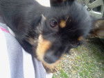 Gypsy - Pinscher Nain (11 mois)