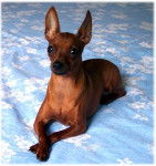 Cuba - Pinscher Nain Mâle (1 an)