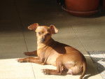 Lilly - Pinscher Nain (2 ans)