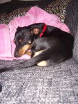 Luca - Pinscher Nain Mâle (2 ans)