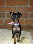Birba - Pinscher Nain (3 ans)