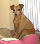 Scottie - Pinscher Nain (11 ans)