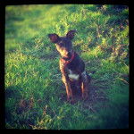 Hecho - Pinscher Nain Mâle (10 mois)