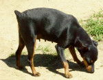 Chippie - Pinscher Nain (6 ans)