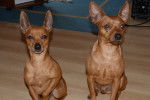 Mis perros - Pinscher Nain Mâle (3 ans)