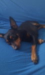 Birba :) - Pinscher Nain (5 ans)
