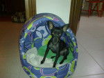 Olly - Pinscher Nain (6 mois)