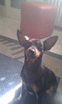 Birba :) - Pinscher Nain (5 ans)