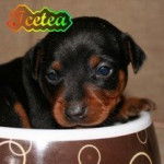 icetea - Pinscher Nain Mâle (1 mois)