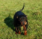 enola - Pinscher Nain (3 ans)