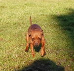 girolle - Pinscher Nain (1 an)