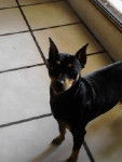 Luna - Pinscher Nain (2 ans)