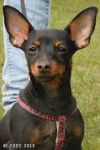 Hindy - Pinscher Nain (7 mois)