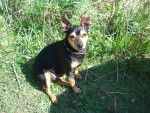 phibie - Pinscher Nain (Autre)