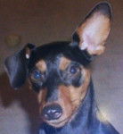 damian - Pinscher Nain Mâle (16 ans)