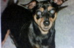 gilbey - Pinscher Nain Mâle (14 ans)