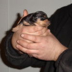 Bindi - Pinscher Nain (6 ans)