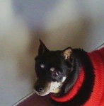 macy - Pinscher Nain (14 ans)