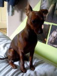 June - Pinscher Nain (9 mois)