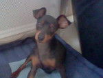 Isis - Pinscher Nain (1 an)