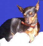 Grace - Pinscher Nain (4 ans)