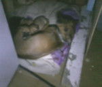 Lelly e i suoi cuccioli - Pinscher Nain (5 ans)