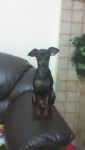 Briciola - Pinscher Nain (10 mois)