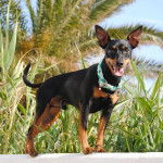 heiko - Pinscher Nain Mâle (4 ans)