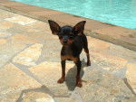 pinscer toy - Pinscher Nain (4 mois)