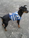 Chiquita - Pinscher Nain (3 ans)