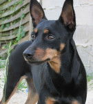 Erika - Pinscher Nain (6 ans)
