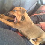 chino - Pinscher Nain