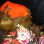 Aron - Pinscher Nain