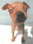 Gros Plan 6 - Pinscher Nain