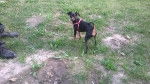 Briciola - Pinscher Nain (2 ans)