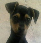 roko - Pinscher Nain Mâle (1 an)