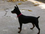 Pincher/Dely - Pinscher Nain (1 an)