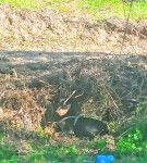 Akira - Pinscher Nain (5 mois)