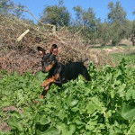 Akira - Pinscher Nain (5 mois)