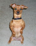 Miami - Pinscher Nain (7 ans)
