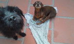 Una selfie de Blacky y Madelein - Pinscher Nain (12 ans)