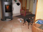 Flo , pinscher nain - Pinscher Nain
