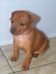 BEYONCE du TEMPLE DES 7 MERVEILLES - PINSCHER NAIN FAUVE - Pinscher Nain