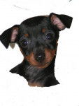 BABY DOLL - PINSCHER NAIN LOF - Pinscher Nain