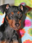 AÏGOON BLACK BAMBI - PINSCHER NAIN - Pinscher Nain