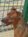 VIDOCQ - PINSCHER NAIN - Pinscher Nain