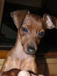 ALZANE - PINSCHER NAIN - Pinscher Nain