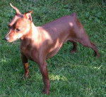 pinscher nain Multi.Championne Scarlette - Pinscher Nain