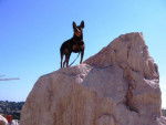 PINSCHER nain PELOPS - Pinscher Nain
