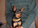 Pinscher nain - Pinscher Nain